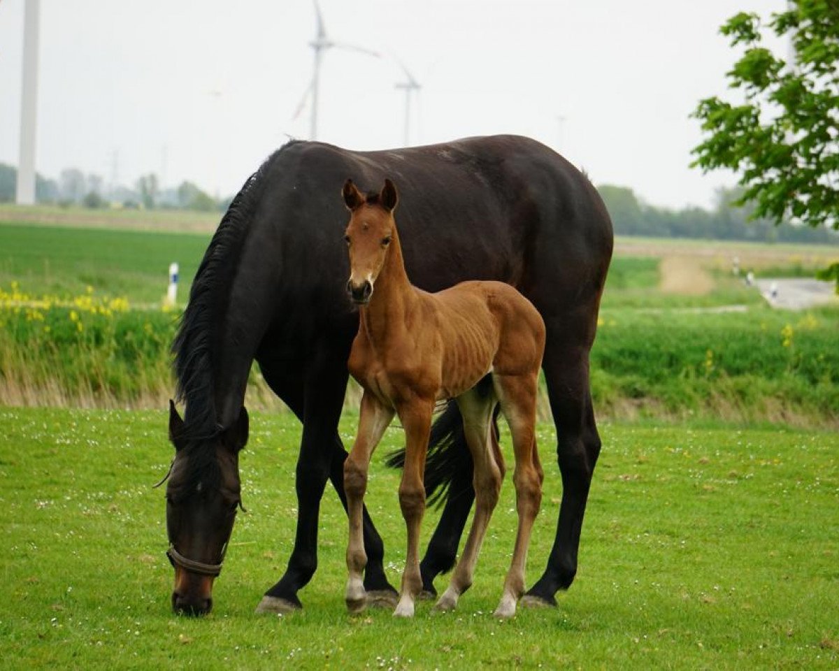 broodmare Ariana II (Holsteiner, 2008, from Cormint)