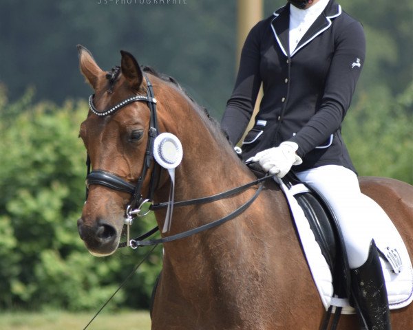 broodmare Franka Zis (Westphalian, 2012, from Franziskus FRH)