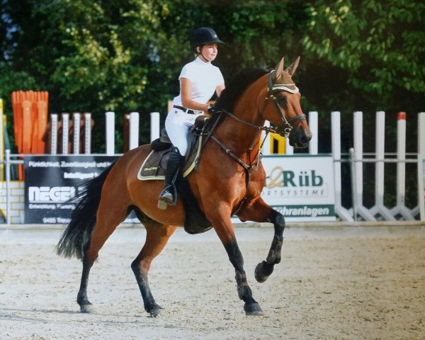 jumper Acento K CH (Swiss Warmblood, 2004, from Acord II)