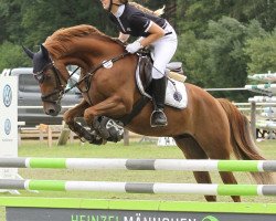 jumper Champion d'Amour G (German Riding Pony, 2014, from Chris)