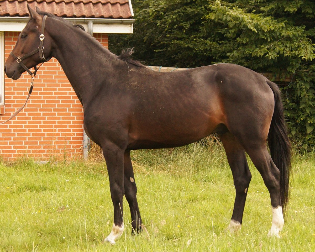stallion Skovgaardens Lionheart (Oldenburg, 2012, from Lionell)