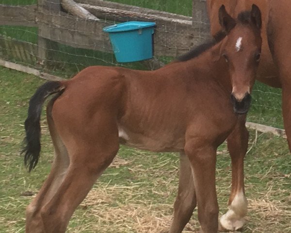 Pferd Denina (Westfale, 2019, von Dostojewski)