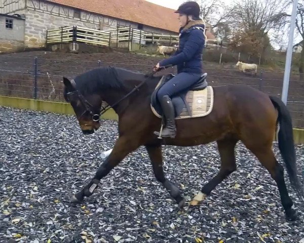 horse Quesamore (German Warmblood, 2014, from Que Amor Sb)
