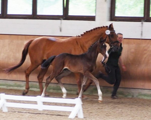horse Bella DD (Hanoverian, 2019, from Buckingham)