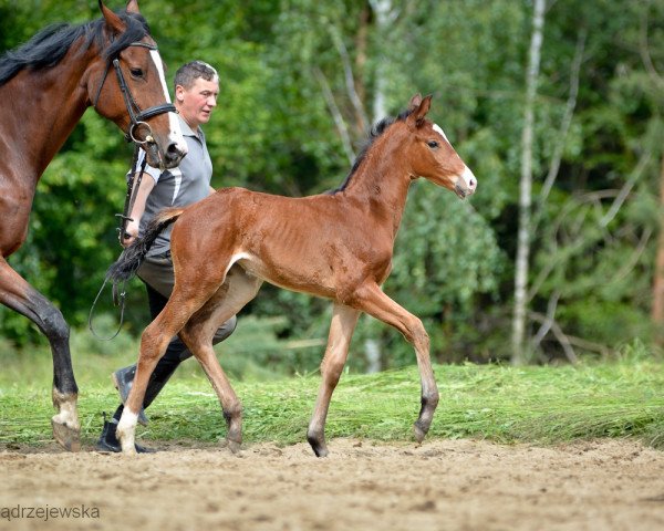 horse Ms. Cain (Oldenburg, 2019, from DSP Marc Cain)