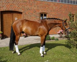 jumper Classico 64 (Holsteiner, 2013, from Christian 25)