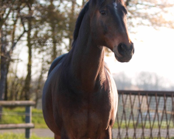 Dressurpferd Pitu 33 (Deutsches Sportpferd, 2003, von Pessoa VDL) Dressurpferd Pitu 33 (Deutsches Sportpferd, 2003, von Pessoa VDL)