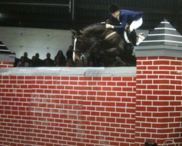 jumper Quote Zavaan (Zangersheide riding horse, 2004, from Quasimodo Z)
