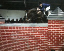 jumper Quote Zavaan (Zangersheide riding horse, 2004, from Quasimodo Z)
