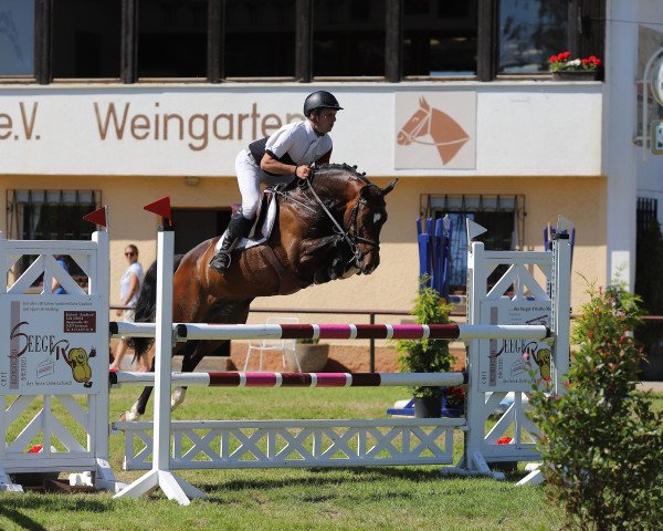 jumper Lorssini (Oldenburg show jumper, 2013, from Lord Argentinus)