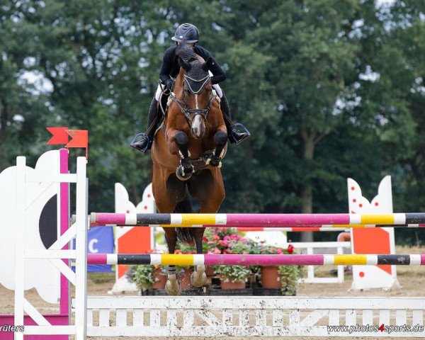 jumper Charly 1675 (Westphalian, 2013, from Captain Cooper)
