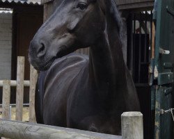 broodmare Wonderfizz (Oldenburg, 2006, from Welt Hit VI)