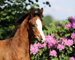 dressage horse Zuri Lou (Westphalian, 2018, from Zoom)