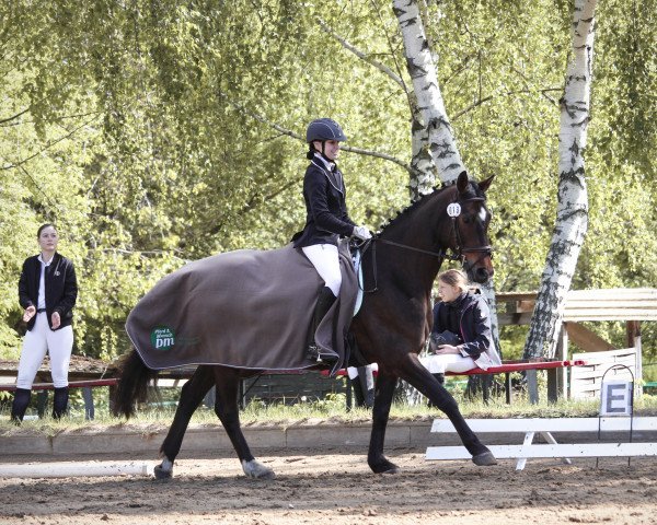 dressage horse Gieselbert (Hanoverian, 2005, from Goldkäfer)