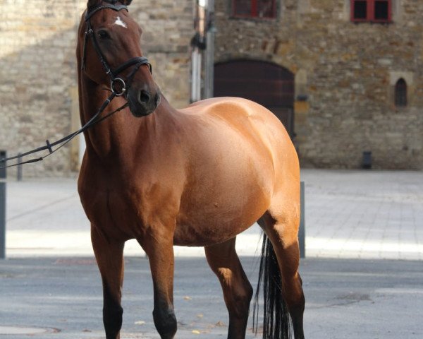 Pferd Soft Skyline (Hannoveraner, 1993, von Singular Joter)