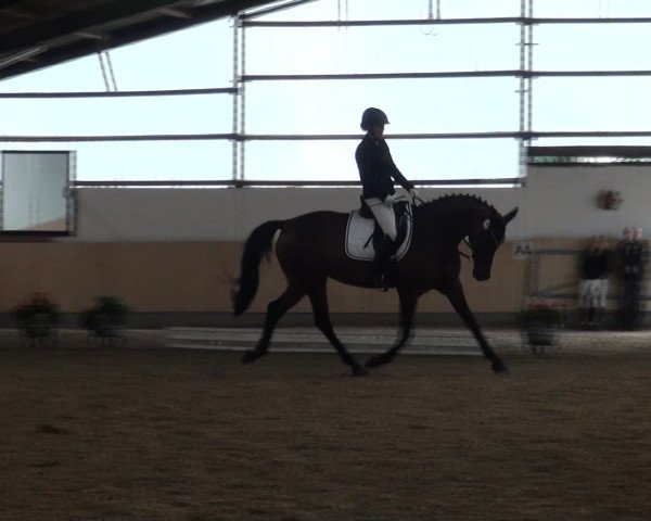 Reitturnier Datteln 2016