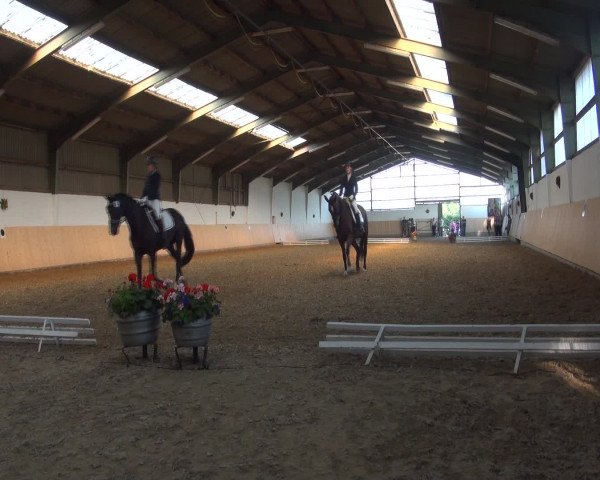 Reitturnier Datteln 2016