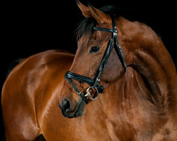 horse Watch me 11 (Hanoverian, 1994, from Walt Disney I) horse Watch me 11 (Hanoverian, 1994, from Walt Disney I)