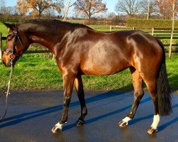 dressage horse Dancing Queen 217 (KWPN (Royal Dutch Sporthorse), 2008, from Van Gogh)
