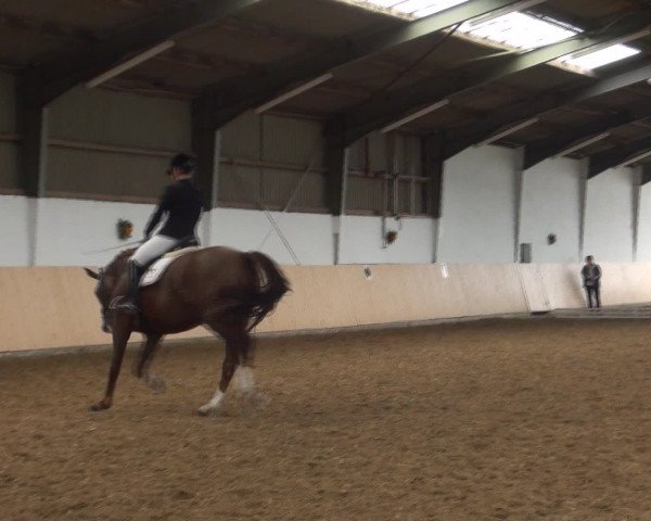 Reitturnier Datteln 2016
