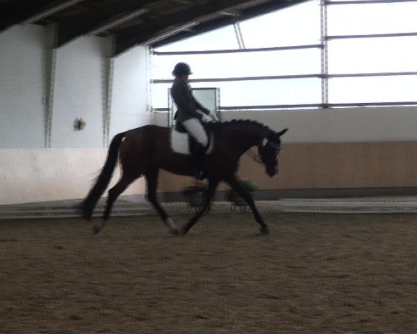 Reitturnier Datteln 2016