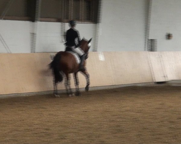 Reitturnier Datteln 2016