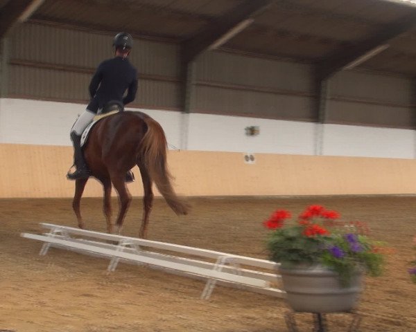 Reitturnier Datteln 2016