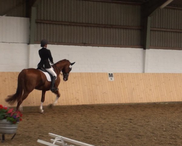 Reitturnier Datteln 2016