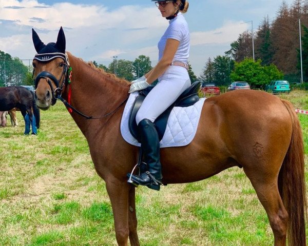 dressage horse Guardiola S (German Riding Pony, 2013, from Going East)