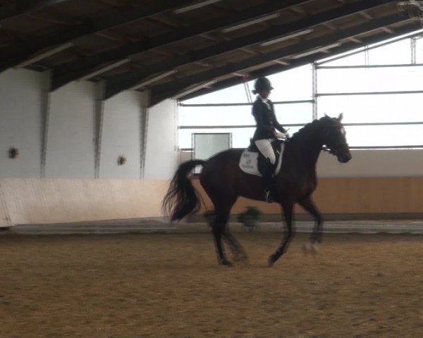 Reitturnier Datteln 2016