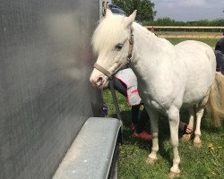 Cheval de dressage Winny (Welsh Partbred, 2009)