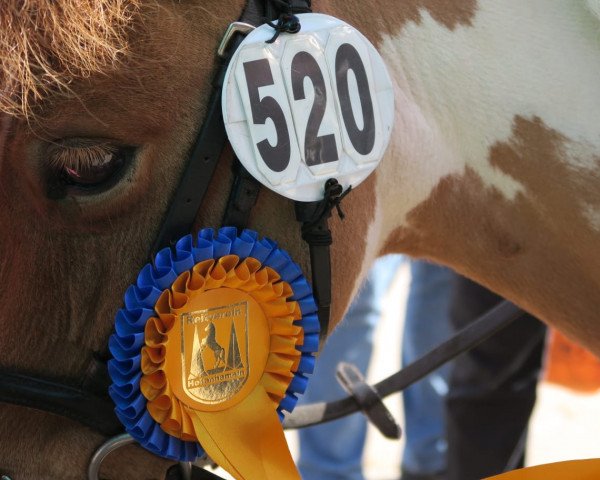 dressage horse Sammy's Neo (unknown, 2005)