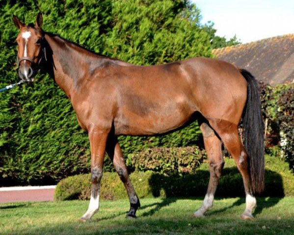 horse Fontaineblo val Henry (Selle Français, 2015, from Quite Easy I)