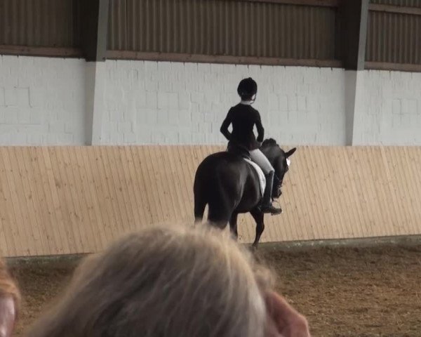 Reitturnier Datteln 2016