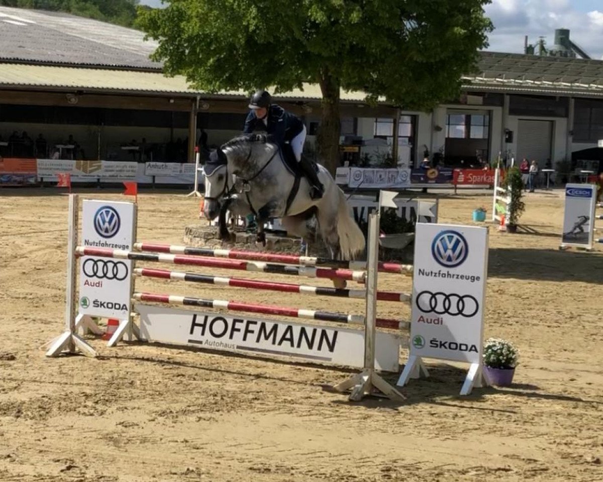 jumper Champion Vom Eigen (Swiss Warmblood, 2012, from Corlensky G)