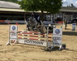 jumper Champion Vom Eigen (Swiss Warmblood, 2012, from Corlensky G)