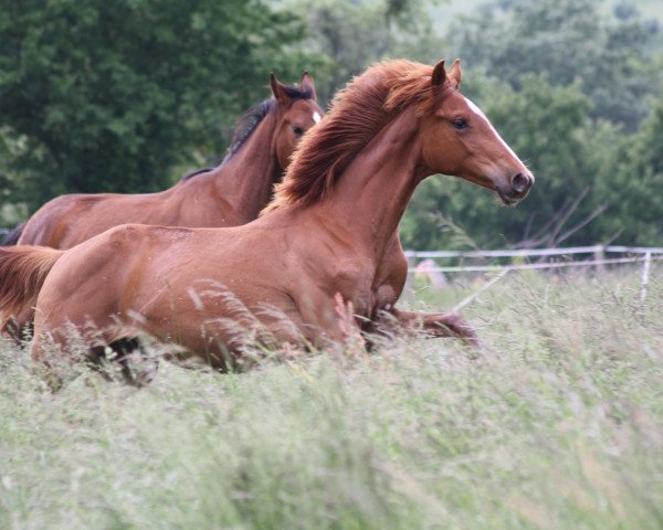 horse Chilli Pepper E Z (Zangersheide riding horse, 2018, from Copycat Z)