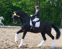 dressage horse Beukenvallei's Bink (KWPN (Royal Dutch Sporthorse), 2006, from Painted Black)