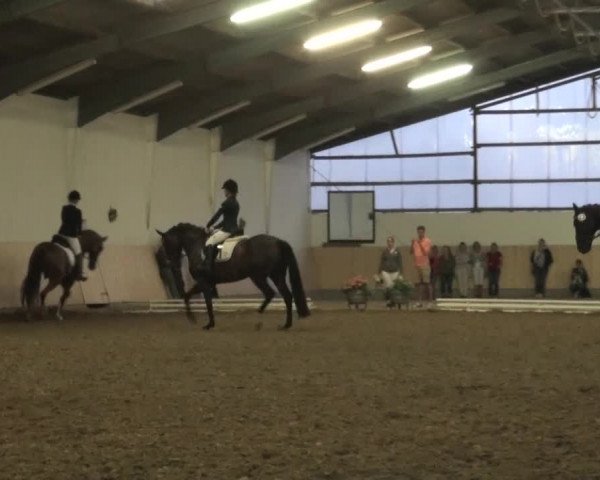 Reitturnier Datteln 2016