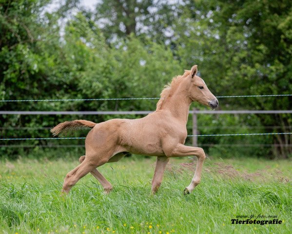 Pferd Beautiful Brietta TS (Deutsches Reitpferd, 2019, von Sir Heinrich OLD)