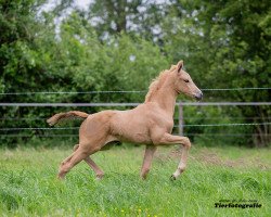 horse Beautiful Brietta TS (German Warmblood, 2019, from Sir Heinrich OLD)