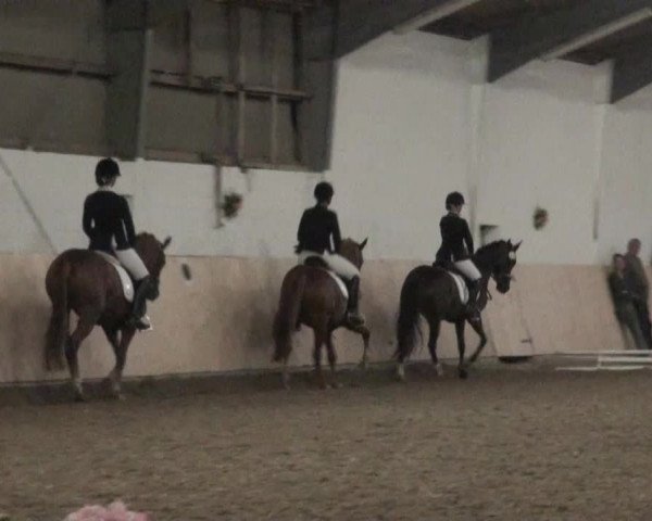Reitturnier Datteln 2016