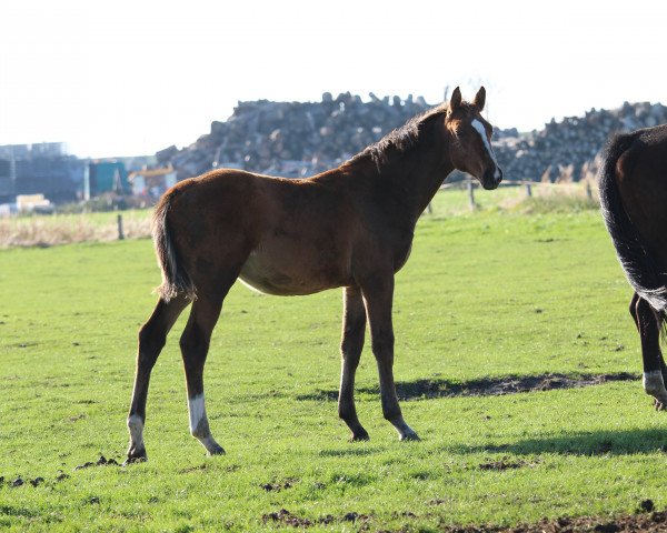 Deckhengst Millo (Holsteiner, 2018, von Million Dollar)