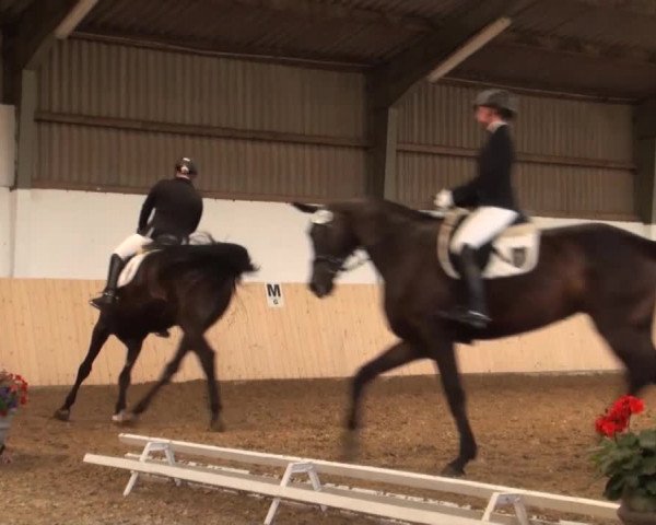 Reitturnier Datteln 2016