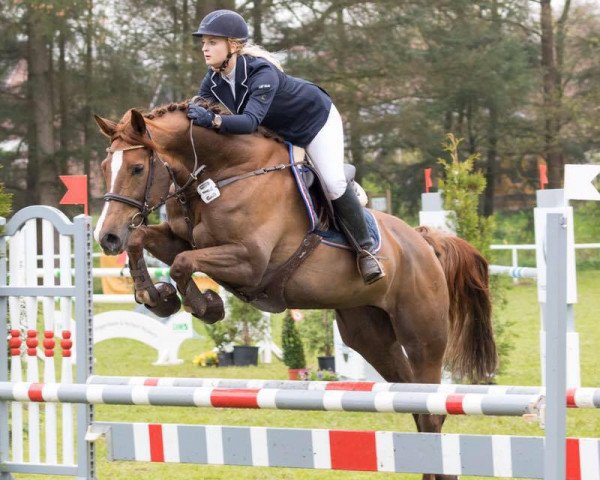 jumper Belle Chloé (Holsteiner, 2009, from Crawford)