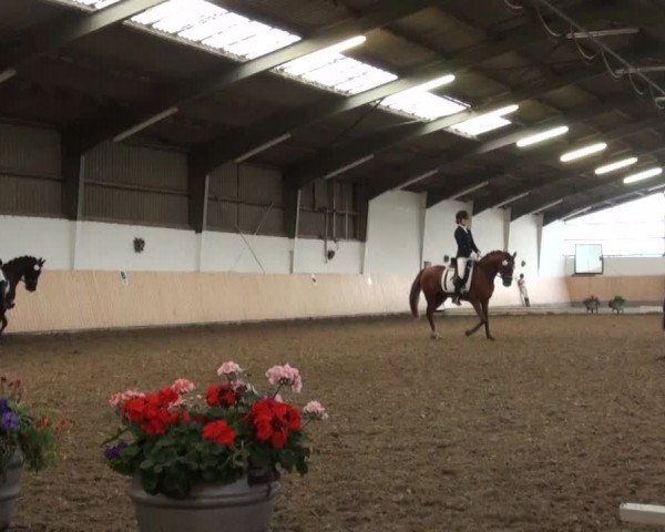 Reitturnier Datteln 2016
