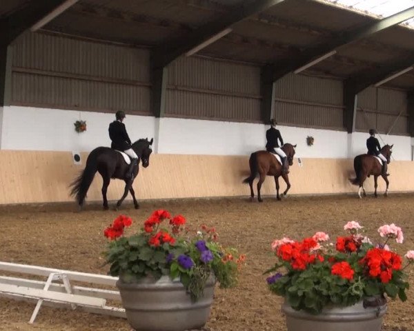 Reitturnier Datteln 2016