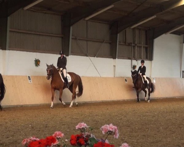 Reitturnier Datteln 2016
