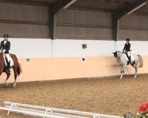Reitturnier Datteln 2016