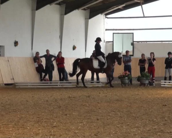 Reitturnier Datteln 2016